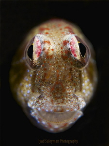 Blenny by Iyad Suleyman 